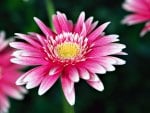 Pink-Gerberas