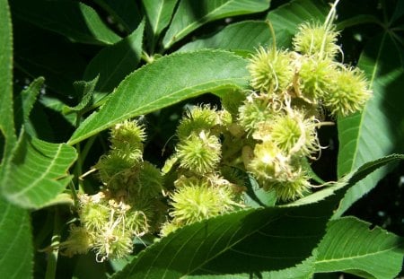 Buckeye Seed Pod - seed, seedpod, buckeye, green, ripe, tree