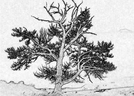 Steadfast Sentinel - black and white, drawing, sentinel, tree