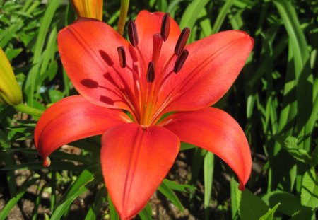 RED LILY - nature, flowers, lily, red