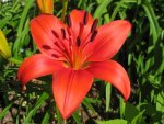 RED LILY