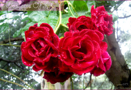 Blossoms_Of_Life - blossoms, red, rose, flowers, life, nature