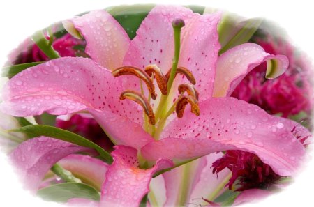 BEAUTIFUL PINK LILY - flowers, nature, pink, lily