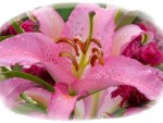 BEAUTIFUL PINK LILY