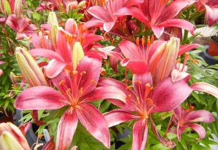 RED LILIES - lilies, nature, flowers, red