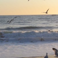 sunset waves and birds