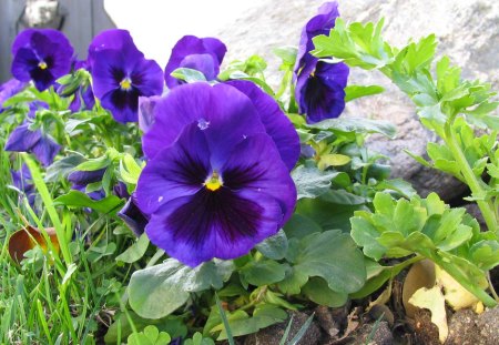 violet - garden flower, flowers, summer, viola, violet, purple flower