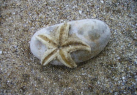 starfish - starfish, water, sea, seaside, sand