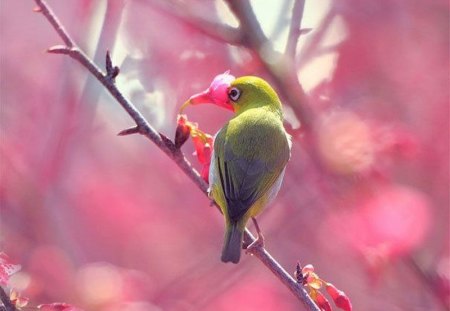 Bird w Flower - beautiful, flower, bird, picture