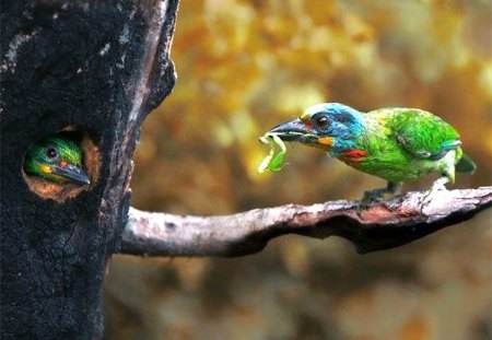 Birds Feed - feed, cool, birds, picture