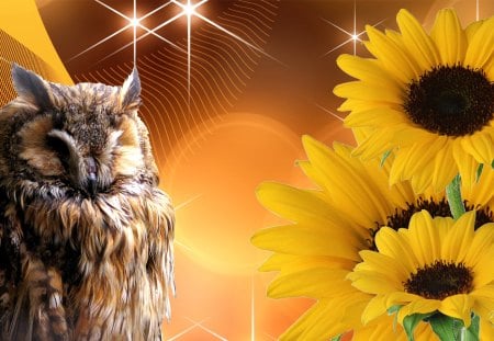 Barrd Owl and Sunflowers - autumn, sunflowers, fall, stars, owl, firefox persona, sleepy, bird