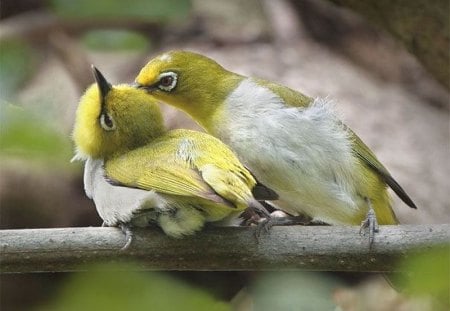 Birds Love - birds, love, picture, cool