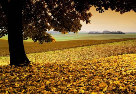 Lost in autumn - forest, river, tree, nature, autumn