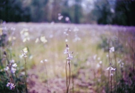 last summer - nice, summer, flowers, pink