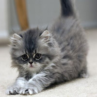 Grey kitten