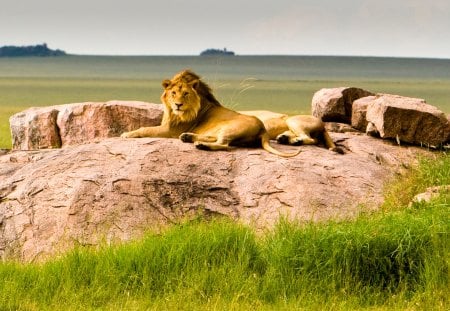 WILD REST - rock, lion, lioness, rest