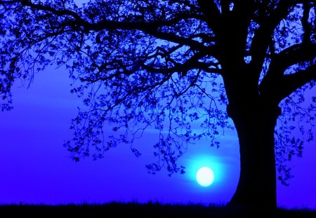 FULL MOON NIGHT - moon, night, light, tree, sky