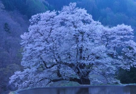 WHITE TREE - white, painting, tree, landscape