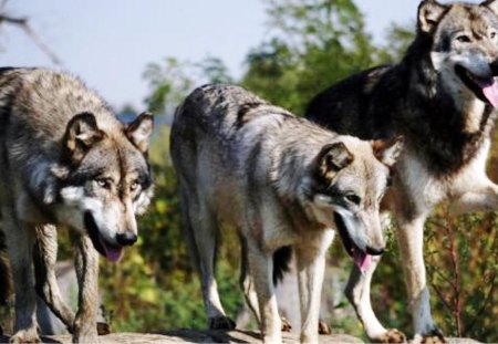 Shake Hands - members, pack, three, wolves, hands, nature, dogs, friends, animals, shake