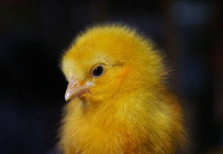 Yellow chick - sweet, yellow, chick, baby