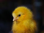 Yellow chick