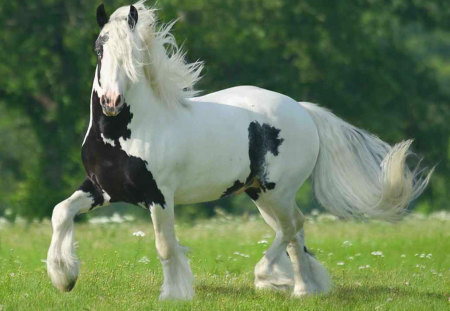 Random Vanner - horses