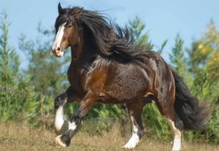 Gypsy Vanner - horses