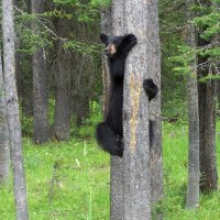 Baby Bear Climbs