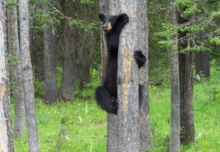 Baby Bear Climbs - forest, cub, climb, trees, green, grass, black bear