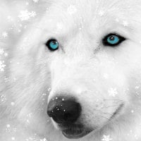 Fantasy White Wolf