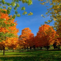 Trees in autumn