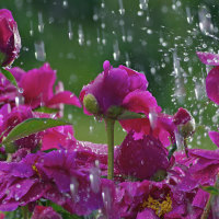 Rain over purple flowers