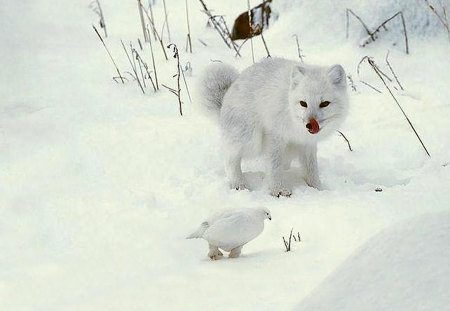 On the Hunt - hunting, foxes, animals, winter, dogs