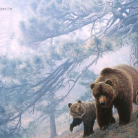 Grizzly bear and cub