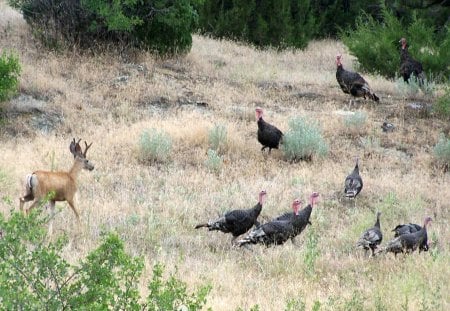 Thanksgiving Dinner - buck, trees, birds, turkeys, deer, grass, hillside