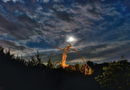 Full moon - moon, sky, background, night, black, nature, oak, full moon, clouds, beautiful, tree, hdr, lights