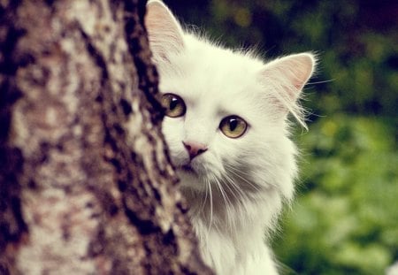 white cat - white, whiskers, nature, cat, cats, eyes, animal, tree