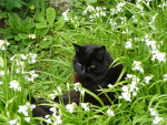 Jessie in Wild Garlic