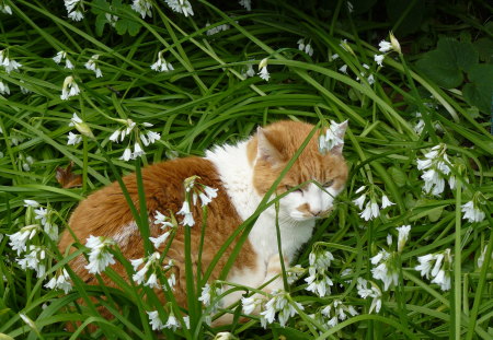 Norm in the wild Garlic - pets, cats, nature, animals