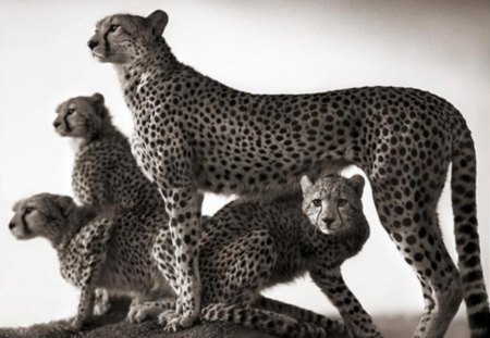 Cheetah - cheetah, black, white, animal, nature, and, bw, power, wild