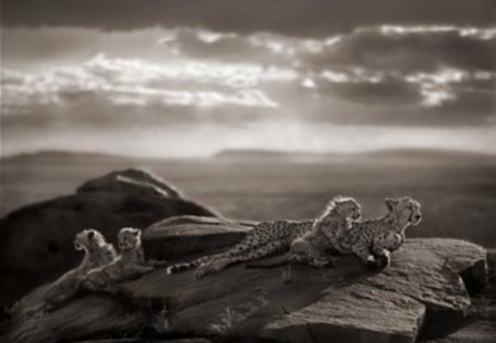 Cheetah Territory - sky, cheetah, territory, power, view, wild, nature