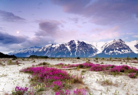 splendor of our world-37 - winter, mountains, beautiful, wild flowers