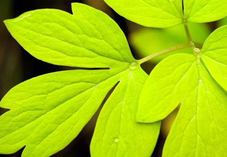 Lime Colored Leaves - trees, lime, dewdrops, leaves, forests, nature, green, colored, leaf