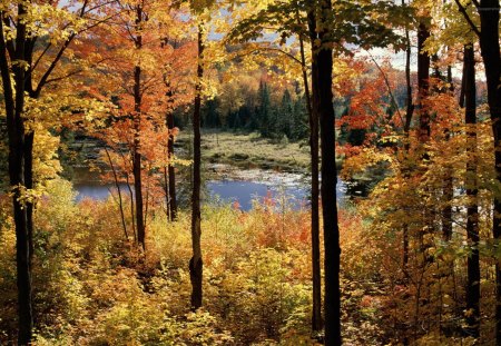 Peeking Through - forest, trees, water, autumn