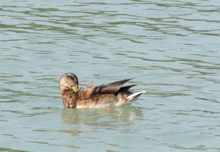 Hungarian duck - water, duck, lake balaton, wild