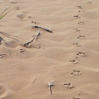 Tracks in the Sand