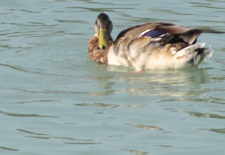 Wild Lake Duck - water, duck, lake balaton, wild