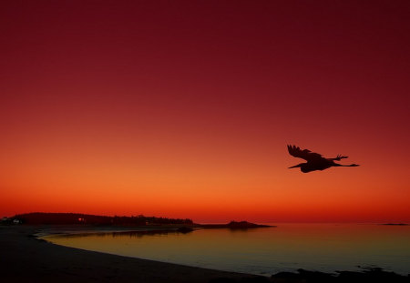 Beautiful Flight - lone bird, tonemapped, flight, red, hdr, freedom