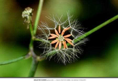 Nice shoot - flower, photo, 3d, macro, nature, detail