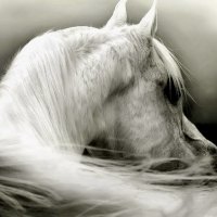 White horse